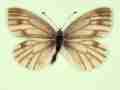 Pieris napi (aberrant form extreme emiobscurata) (Internet Image property of respective owner, non-commercial use only)